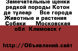 Замечательные щенки редкой породы Котон де тулеар  - Все города Животные и растения » Собаки   . Московская обл.,Климовск г.